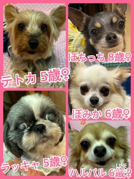 🐾今日の里親様募集中ワンコ🐶メンバーです🐾2023,6,17【保護犬カフェ天神橋店】